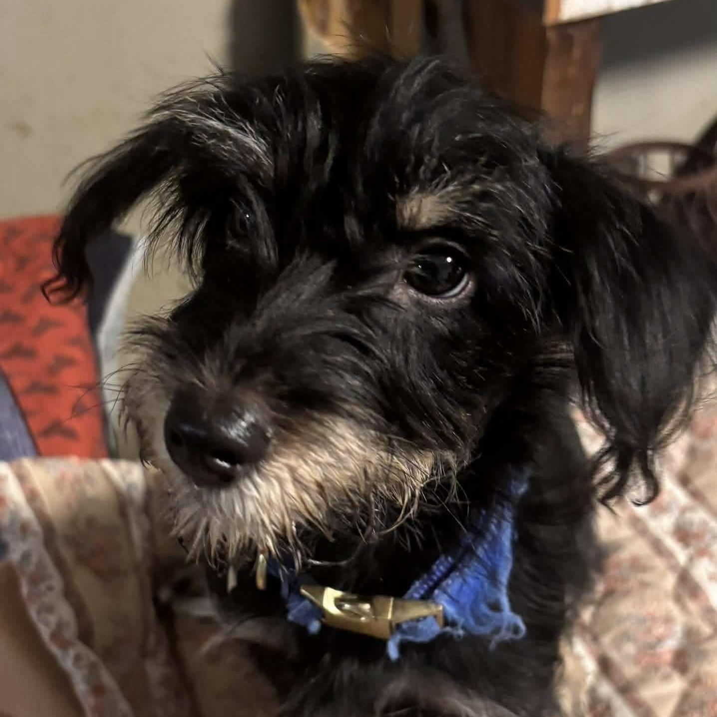 Billy, Adoptable, Puppy Male Dachshund & Yorkshire Terrier.