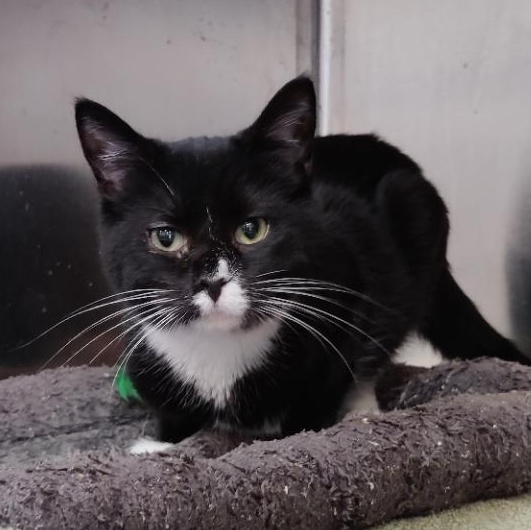 Enlarge Absinthe, a Adoptable Domestic Short Hair in Berryville, VA image 1/1