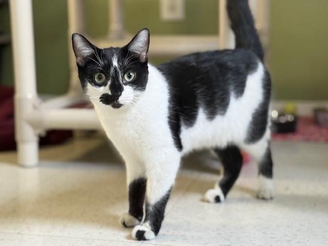 Gale, Adoptable, Young Female Domestic Short Hair.