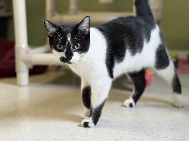 Enlarge Gale, a Adoptable Domestic Short Hair in Grosse Ile, MI image 2/3