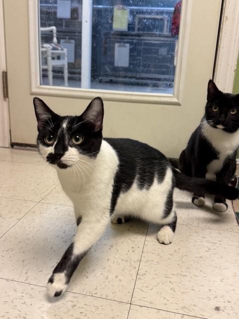 Enlarge Gale, a Adoptable Domestic Short Hair in Grosse Ile, MI image 3/3