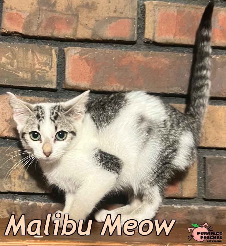 Malibu Meow, Adoptable, Kitten Female Domestic Short Hair.