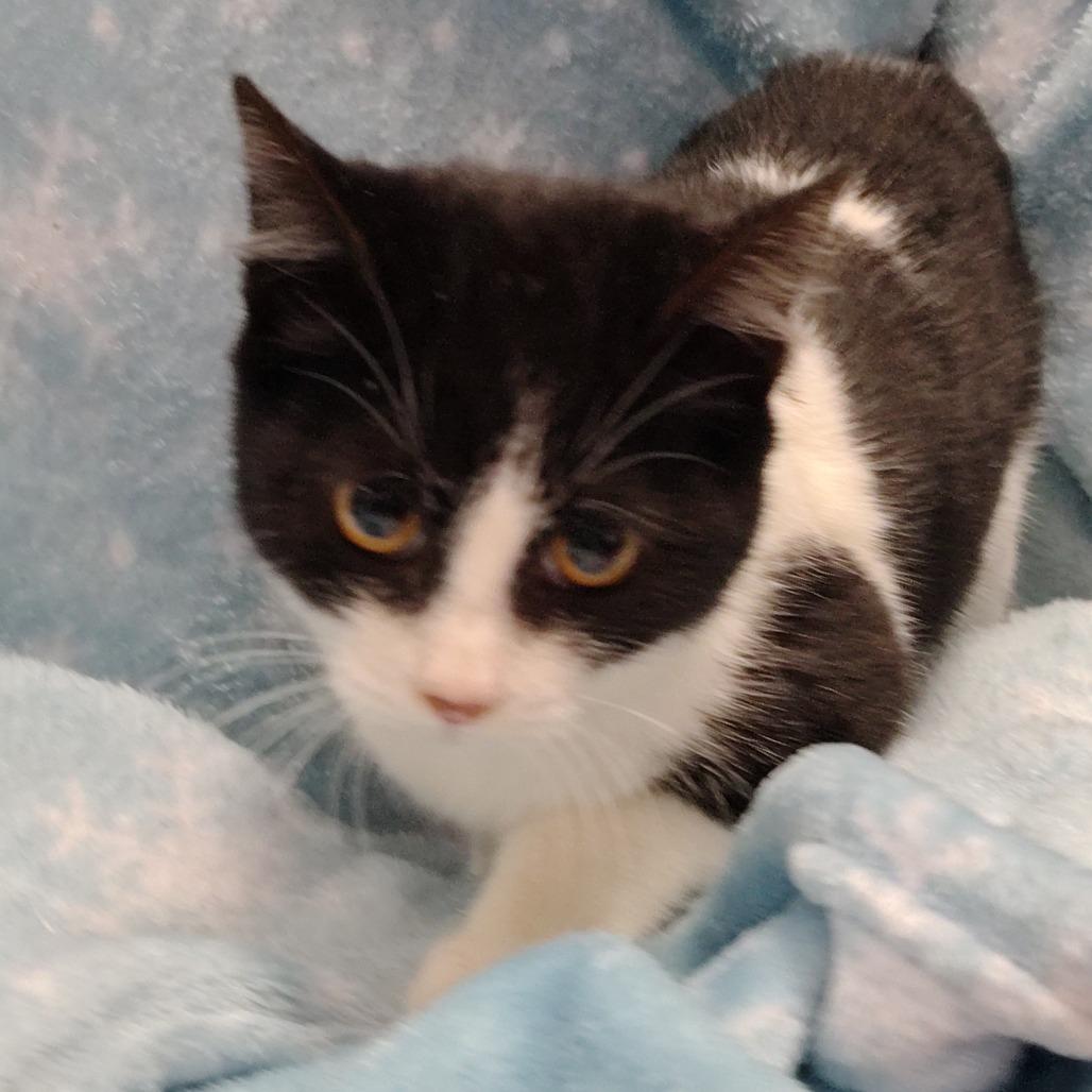 Gilmore/sparkly collar, Adoptable, Kitten Female Domestic Short Hair.