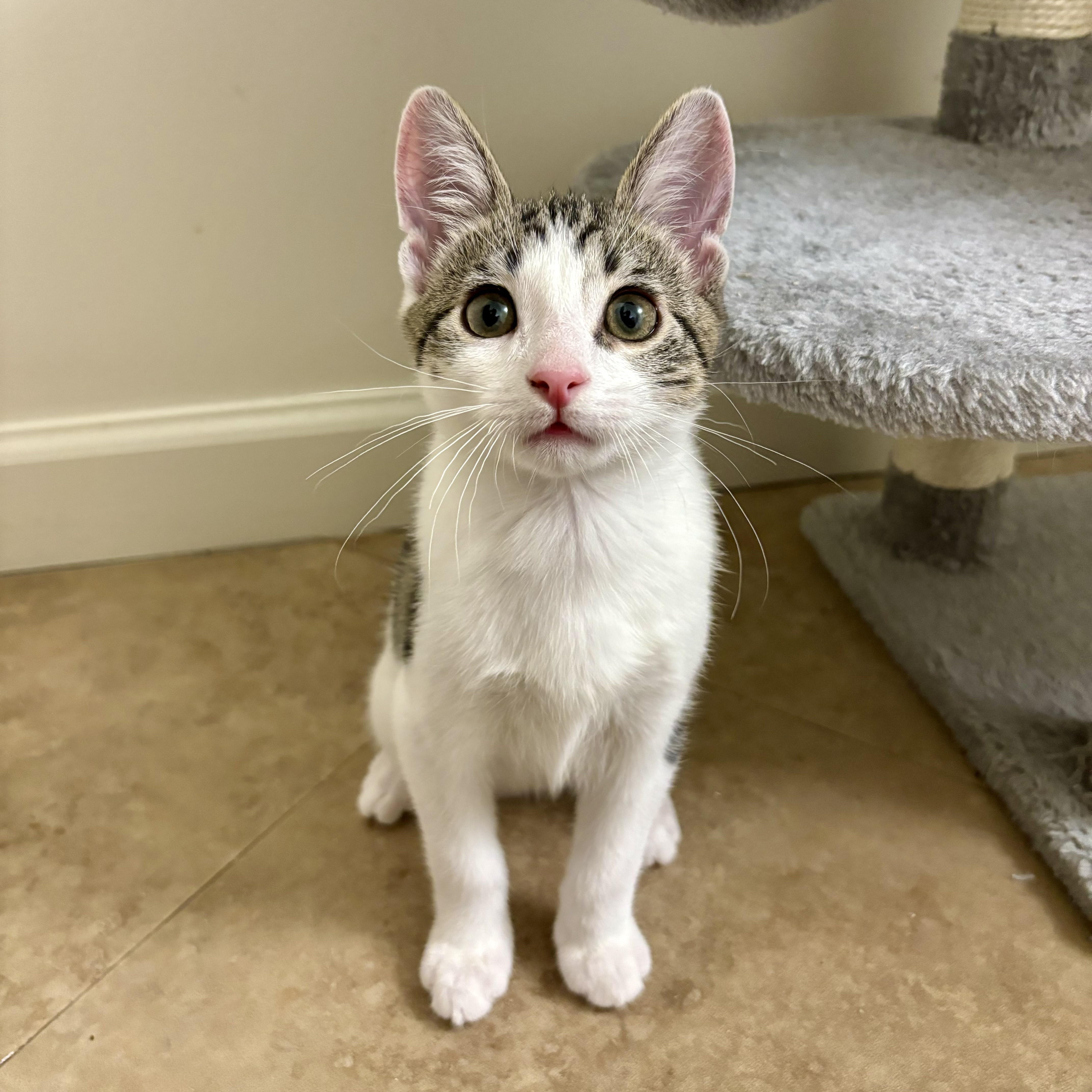 Enlarge Oak, a Adopted Domestic Short Hair in Fresh Meadows, NY image 1/6