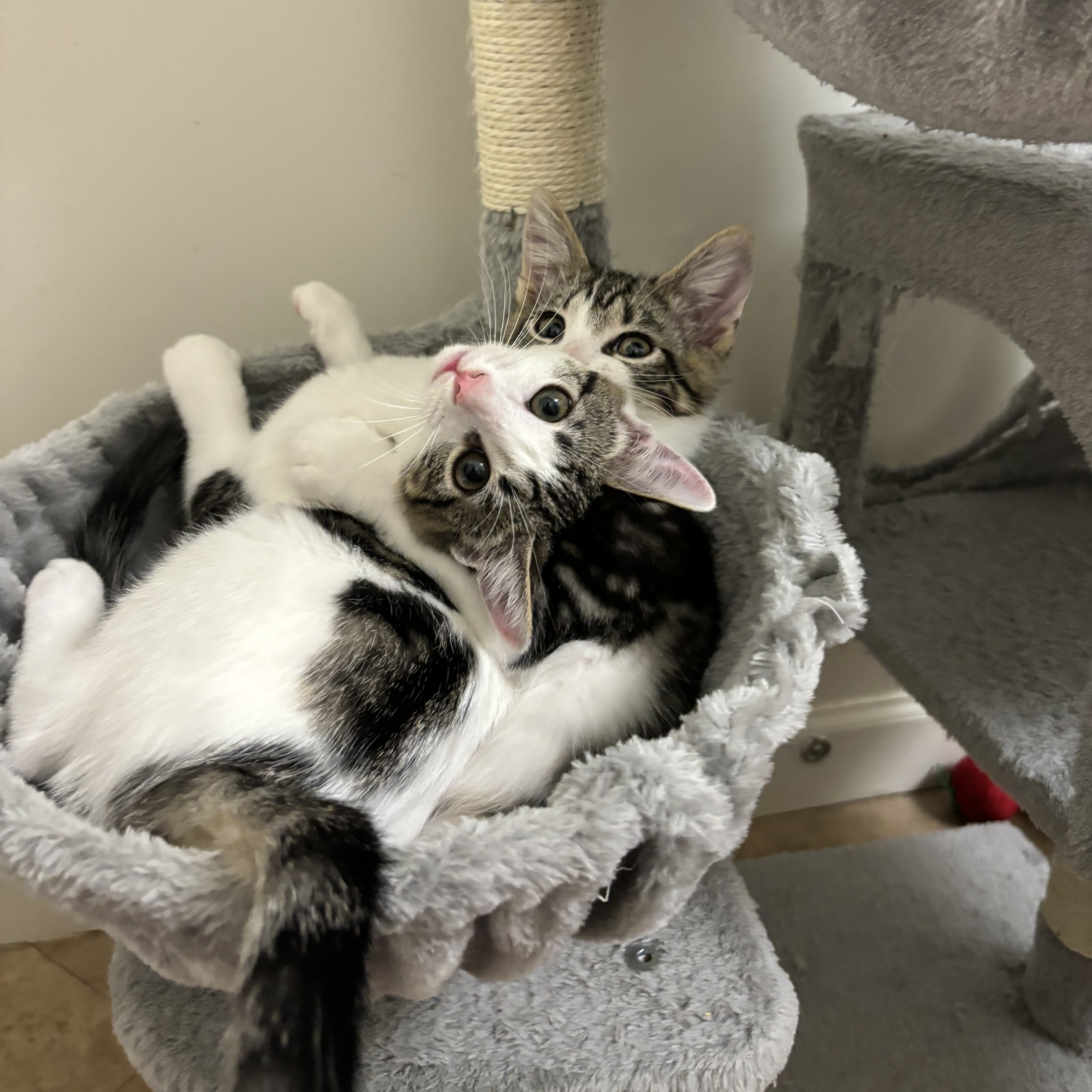 Enlarge Oak, a Adopted Domestic Short Hair in Fresh Meadows, NY image 5/6