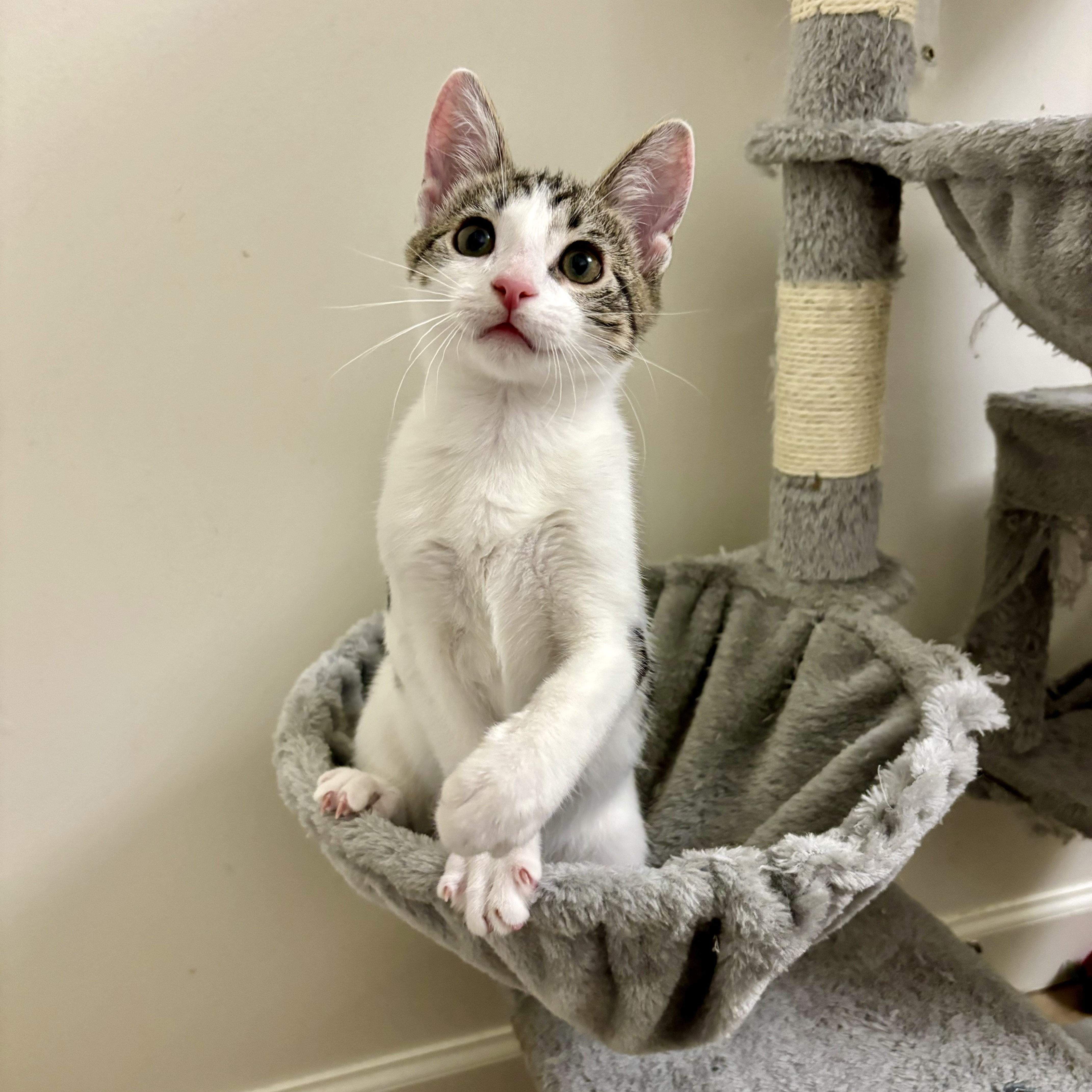 Enlarge Oak, a Adopted Domestic Short Hair in Fresh Meadows, NY image 2/6