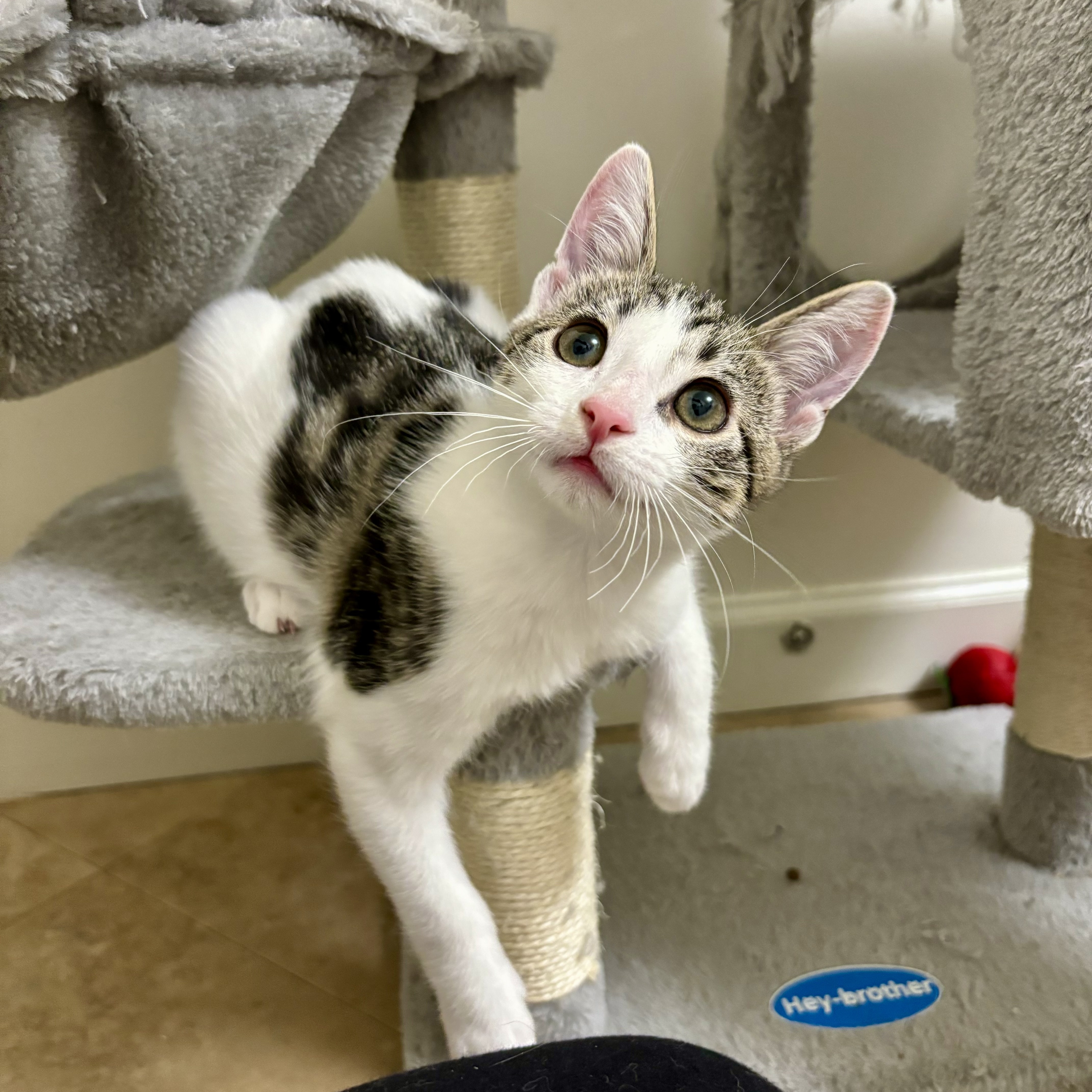 Enlarge Oak, a Adopted Domestic Short Hair in Fresh Meadows, NY image 3/6