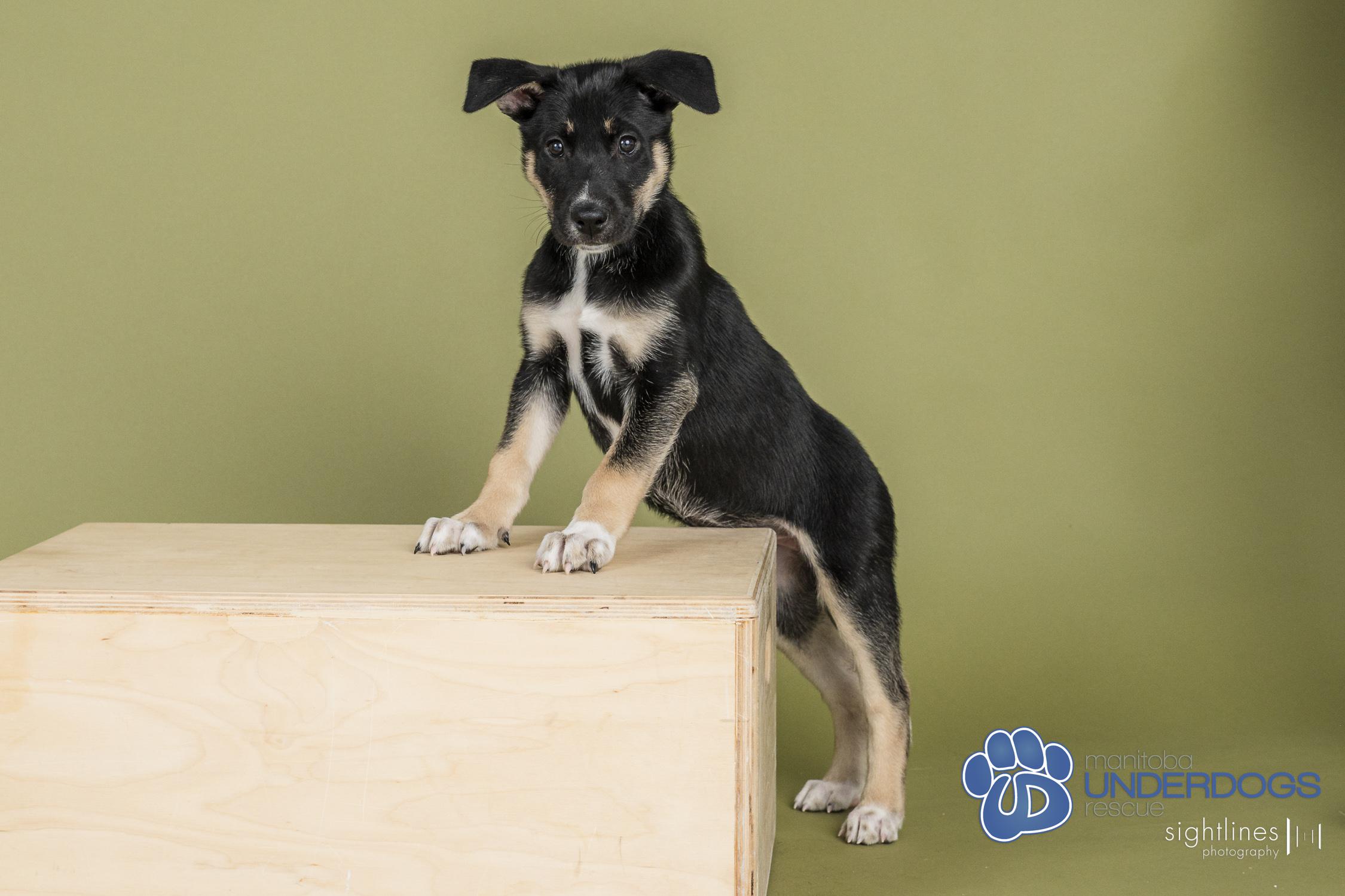 Celsius, an adoptable Husky, Shepherd in Winnipeg, MB, R2M 2K2 | Photo Image 2