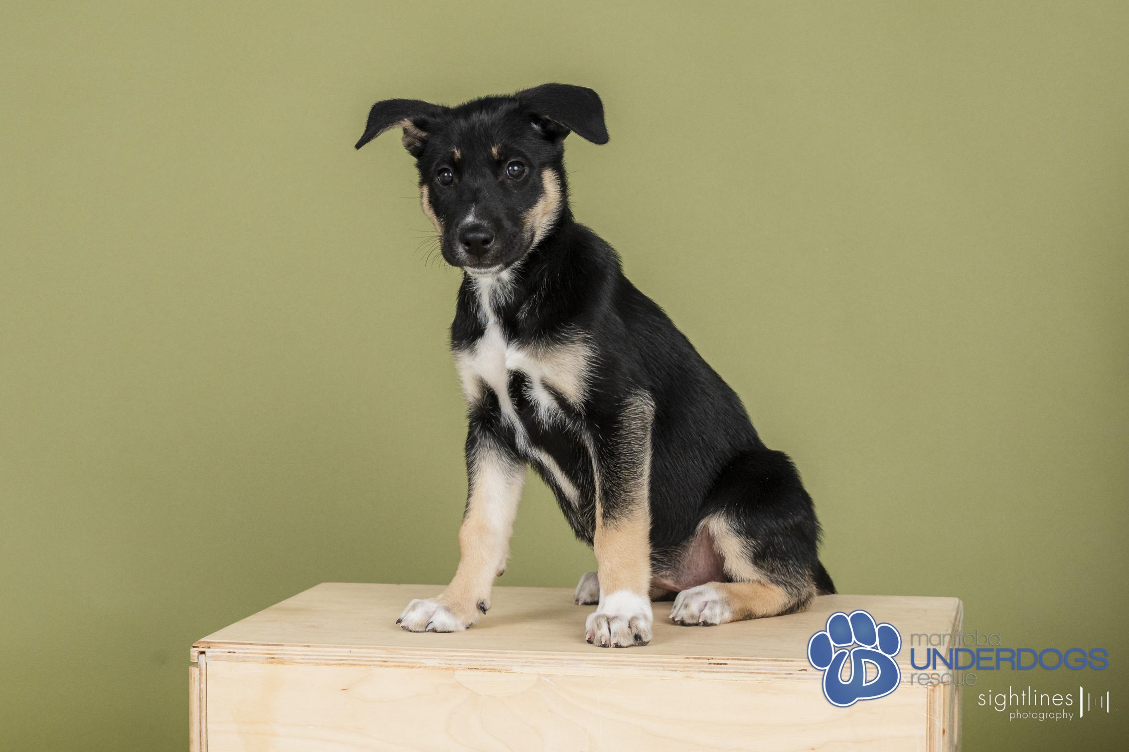Celsius, an adoptable Husky, Shepherd in Winnipeg, MB, R2M 2K2 | Photo Image 4