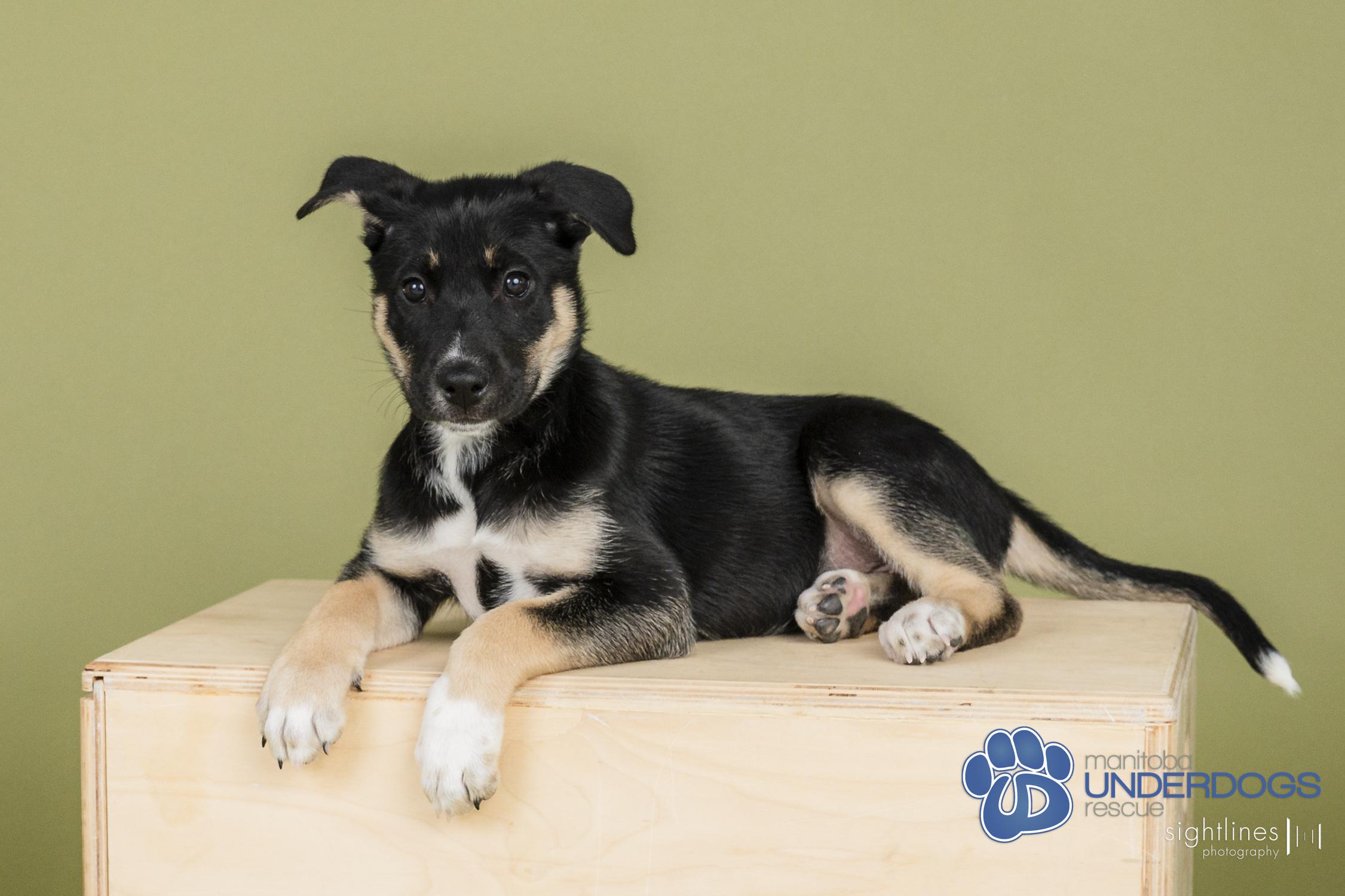 Celsius, an adoptable Husky, Shepherd in Winnipeg, MB, R2M 2K2 | Photo Image 1