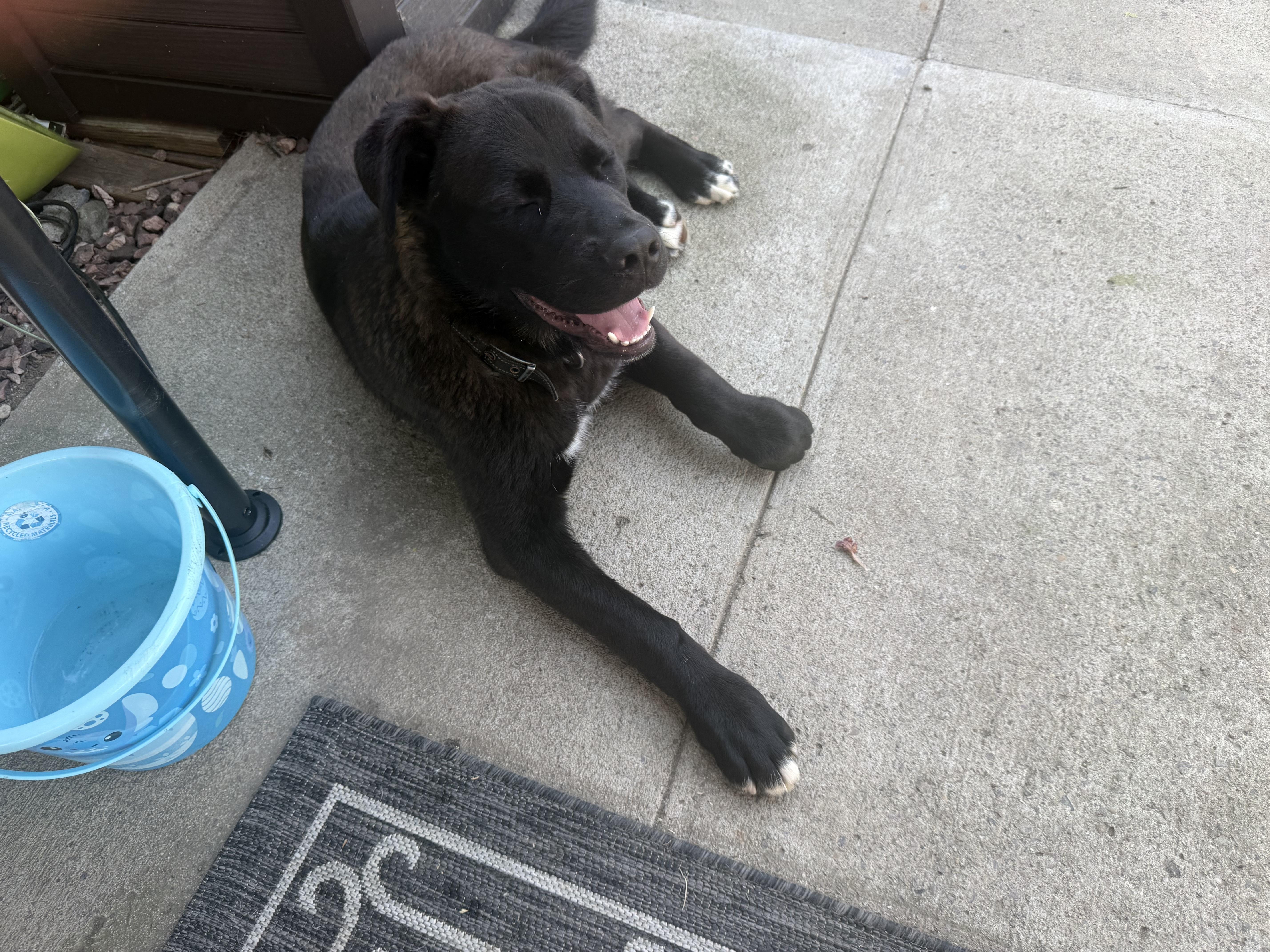 Bear, adopted, Young Male Black Labrador Retriever & Shepherd.