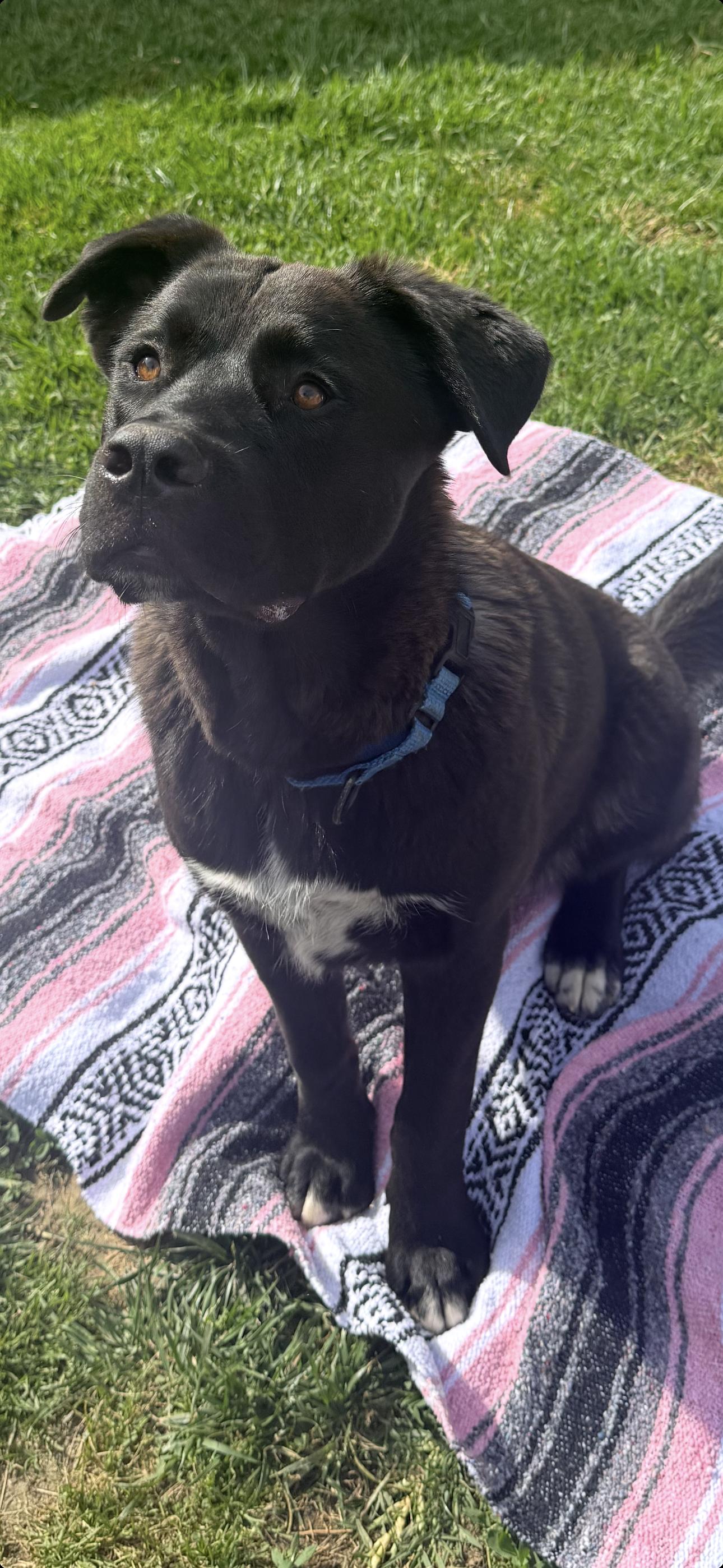 Enlarge Bear, a ADOPTABLE mixed breed in Murrieta, CA image 5/5