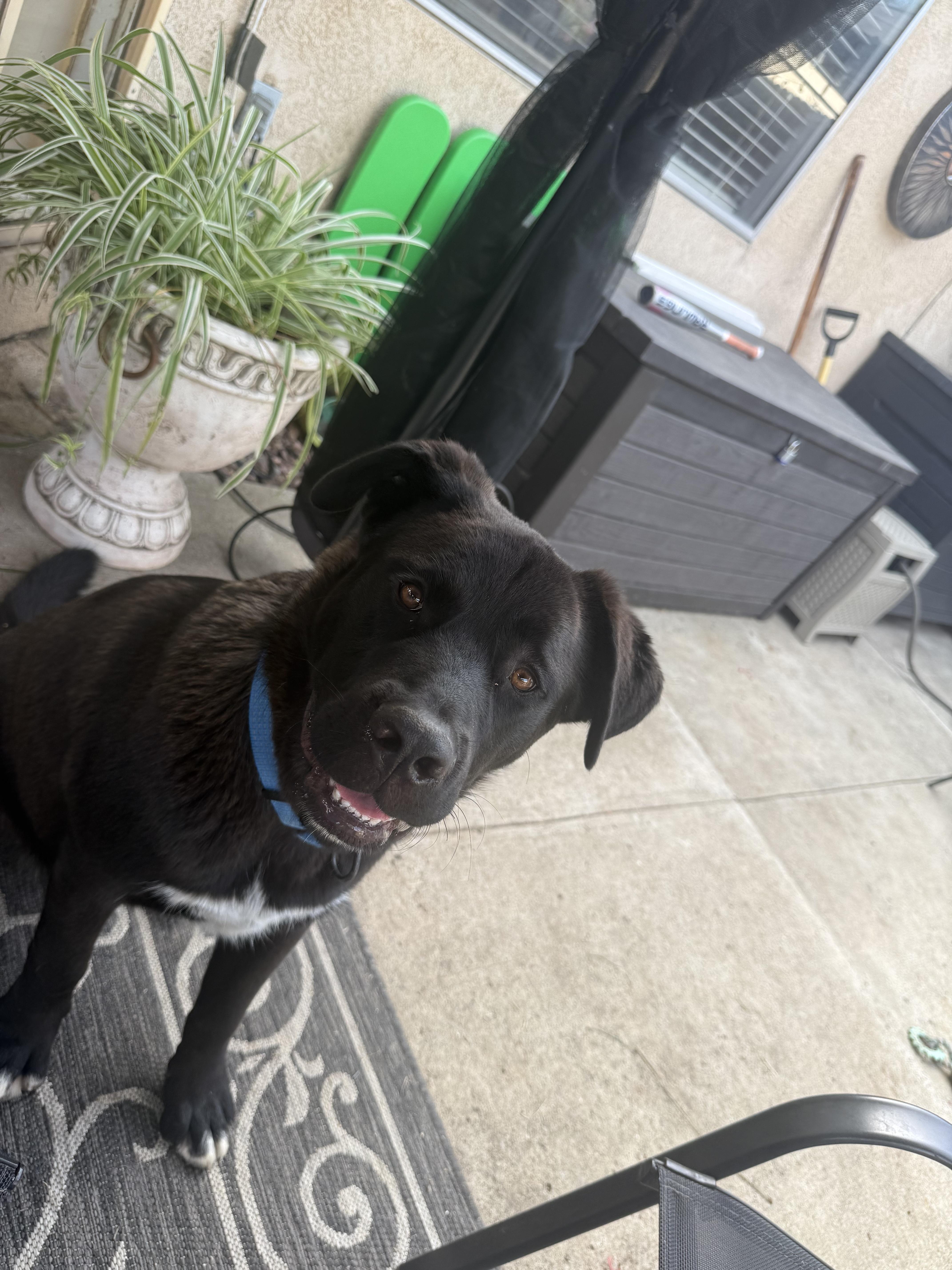 Enlarge Bear, a ADOPTABLE mixed breed in Murrieta, CA image 1/5