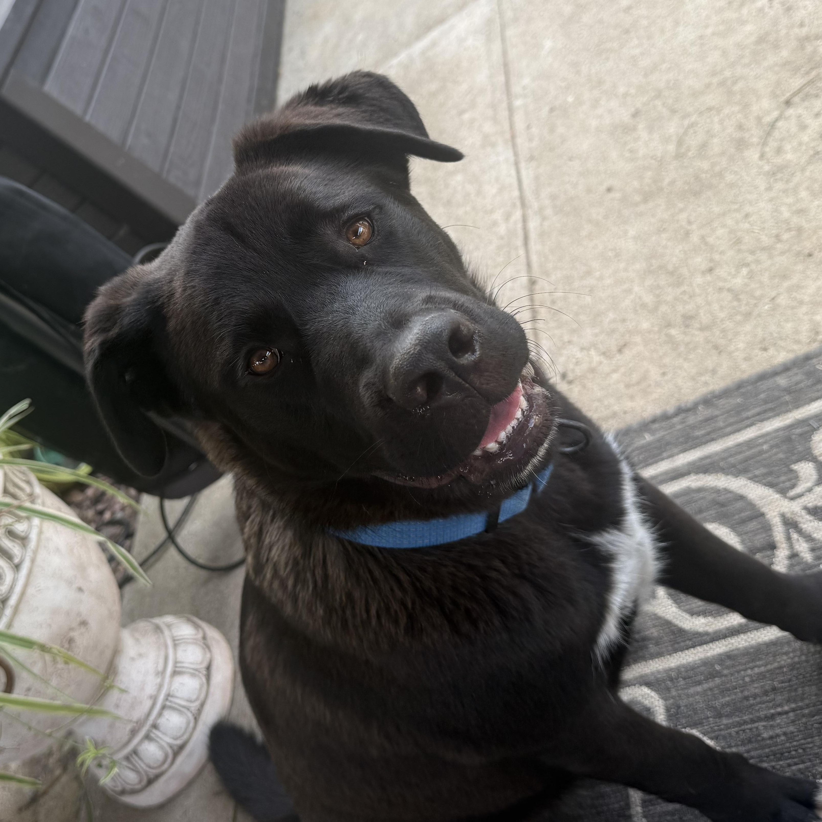 Enlarge Bear, a ADOPTABLE mixed breed in Oceanside, CA image 3/5
