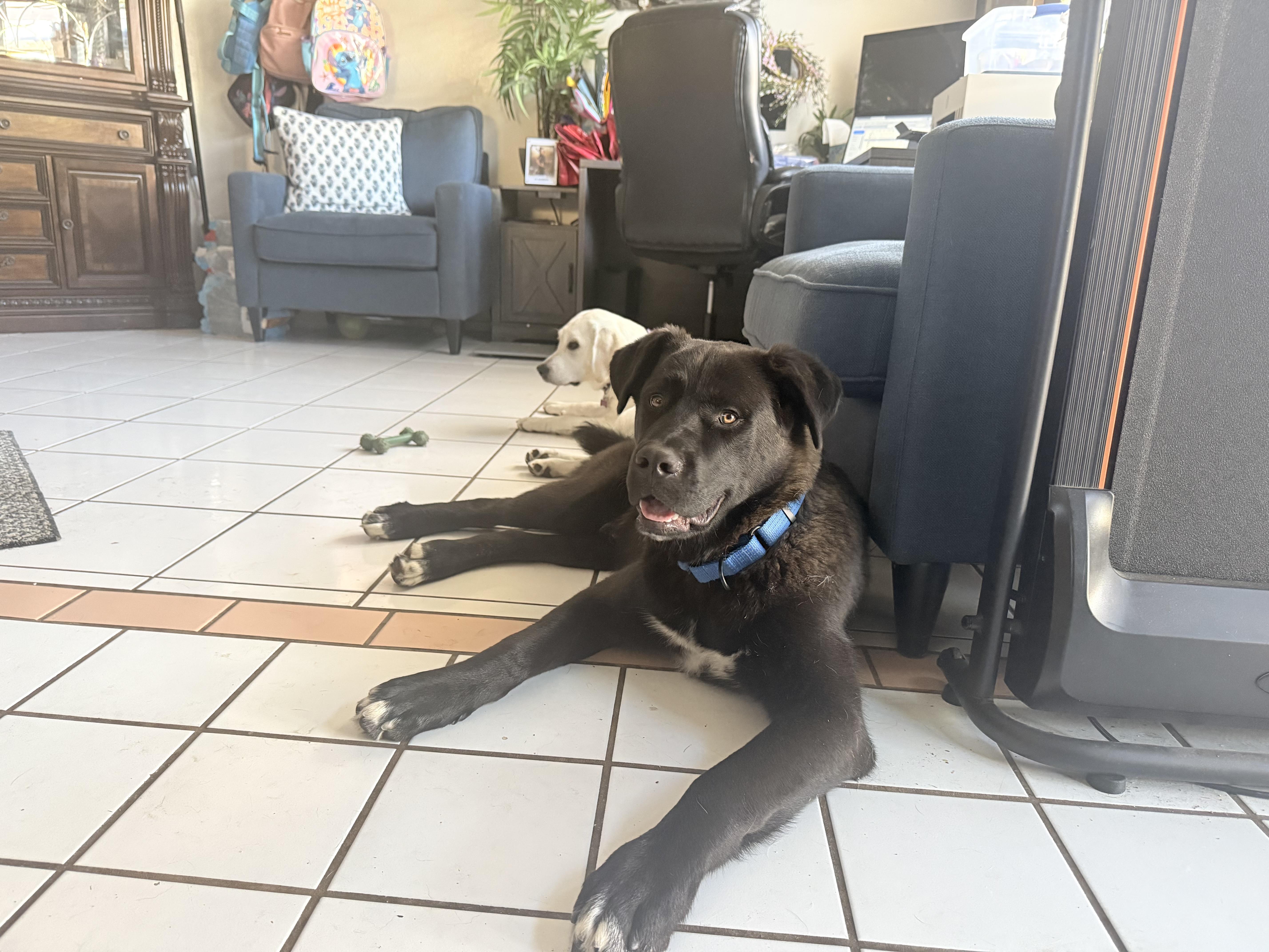 Enlarge Bear, a ADOPTABLE mixed breed in Murrieta, CA image 4/5