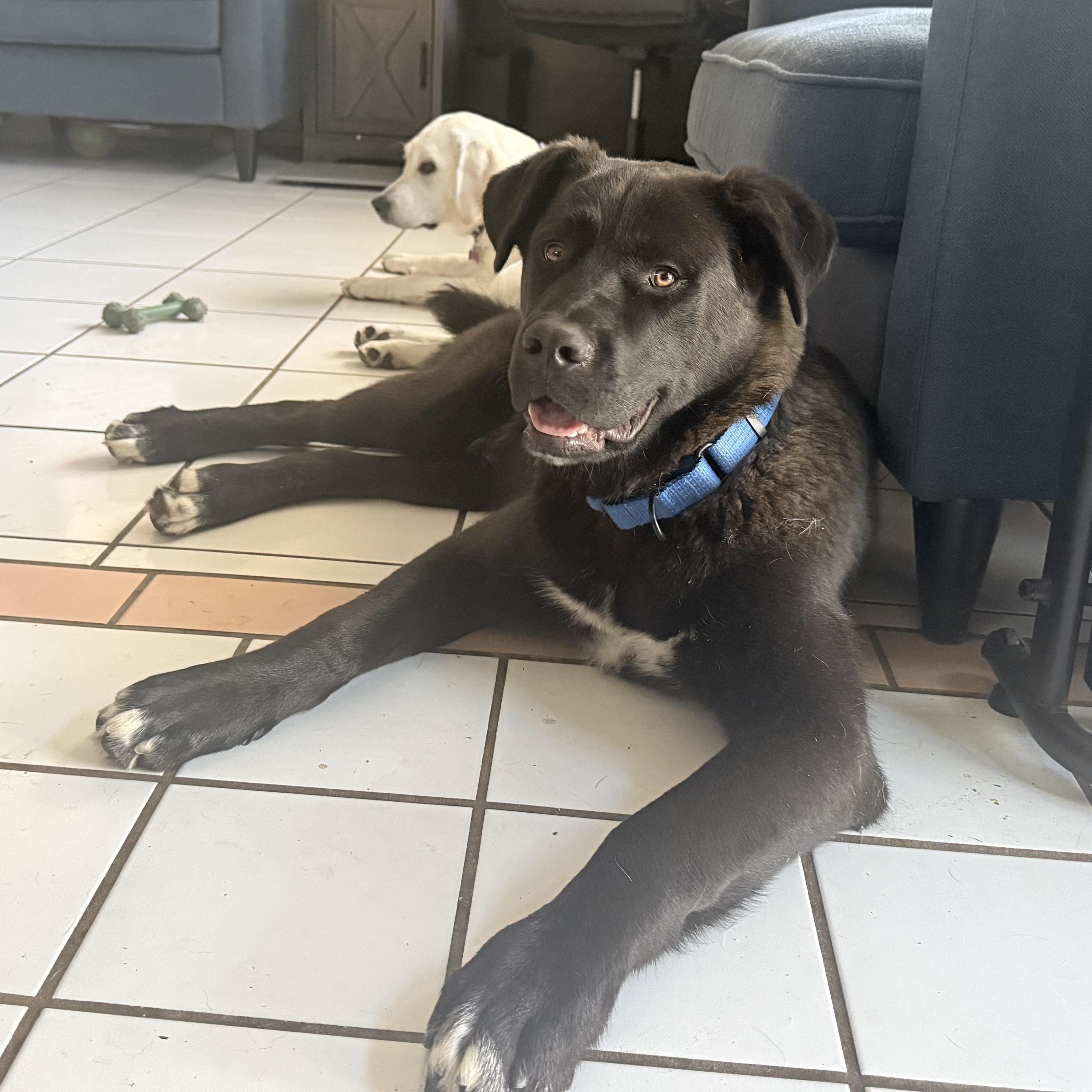 Enlarge Bear, a ADOPTABLE mixed breed in Oceanside, CA image 4/5
