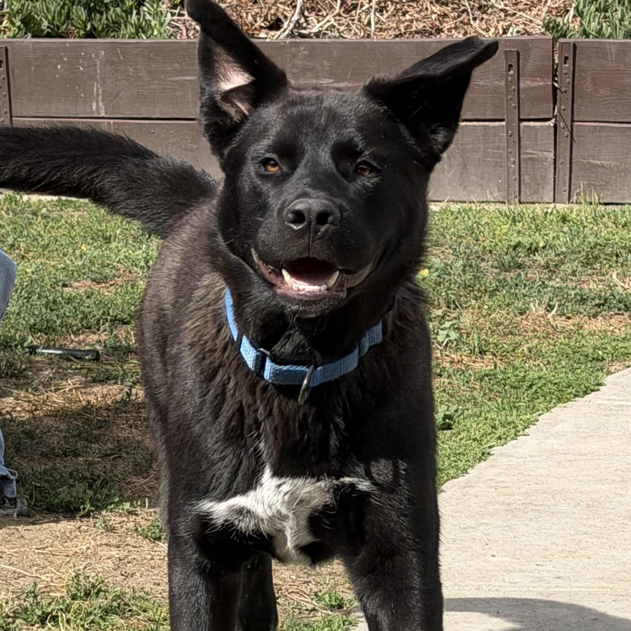 Bear, ADOPTABLE, Young Male Black Labrador Retriever & Shepherd.