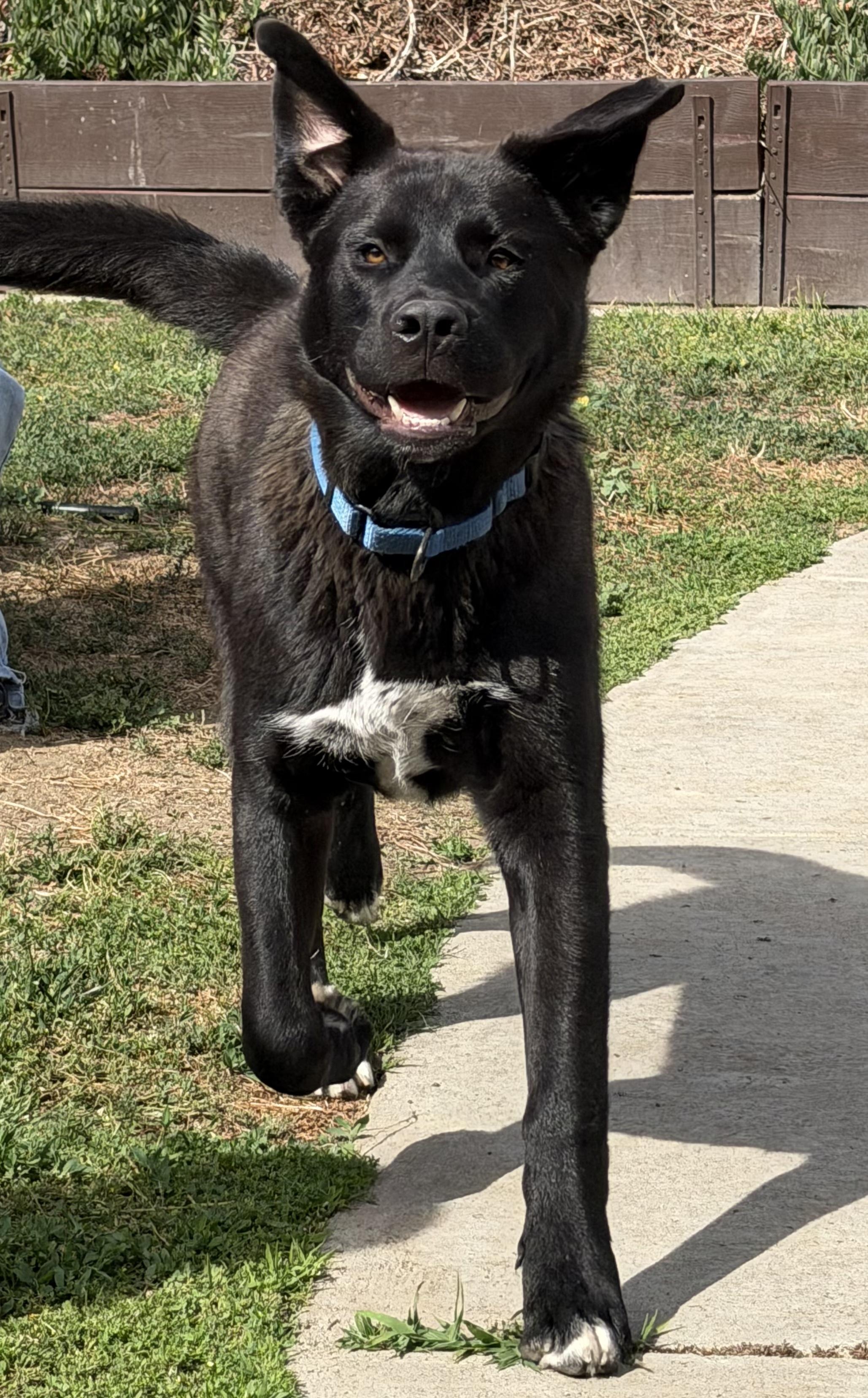 Enlarge Bear, a ADOPTABLE mixed breed in Murrieta, CA image 2/5