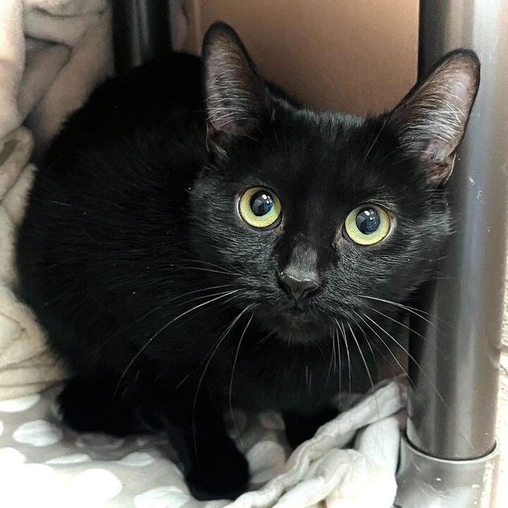 Portia, Adoptable, Adult Female Domestic Short Hair.