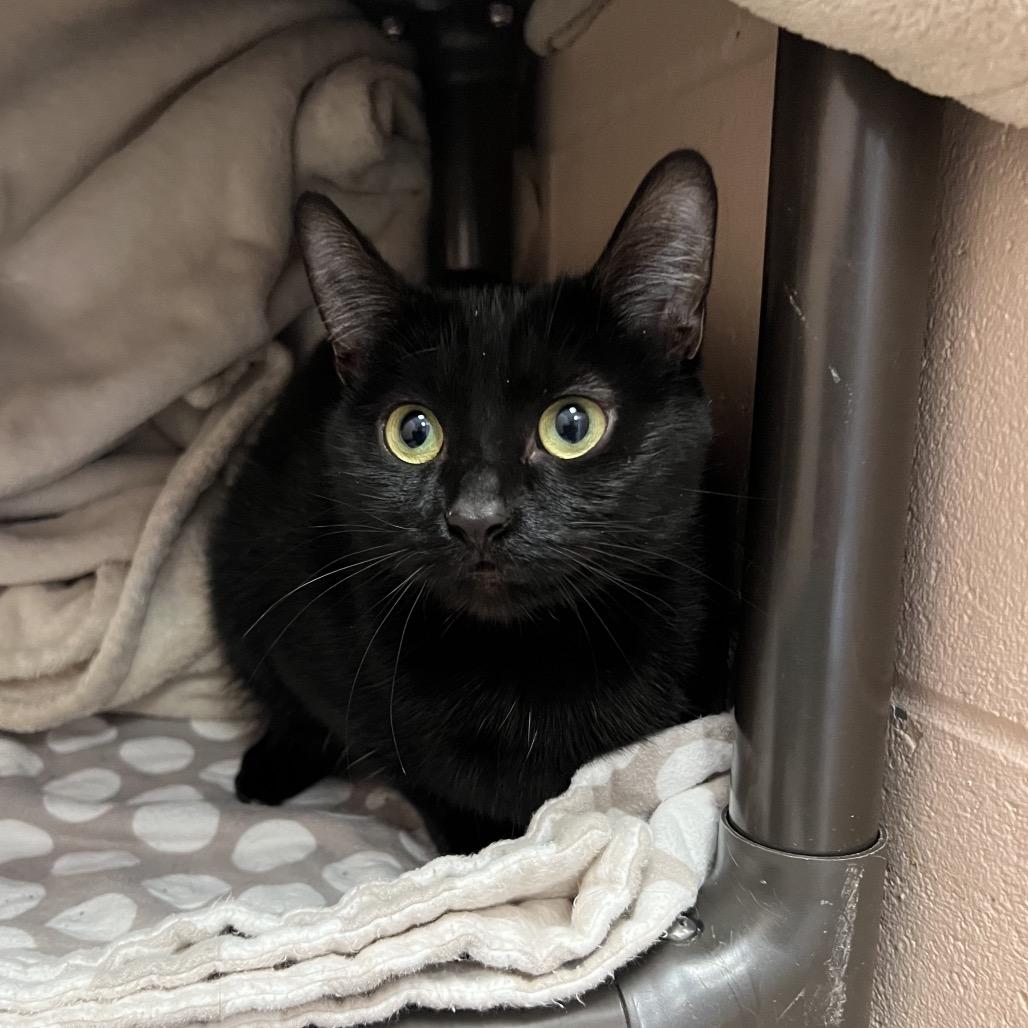 Enlarge Portia, a Adoptable Domestic Short Hair in Owosso, MI image 2/2