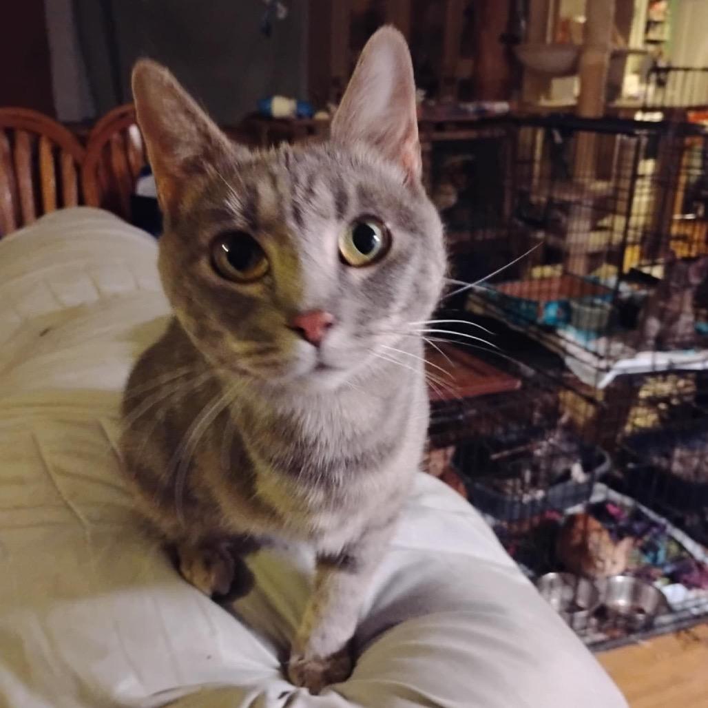 Enlarge Lucy, a Adoptable Domestic Short Hair in Pittsburg, KS image 2/3