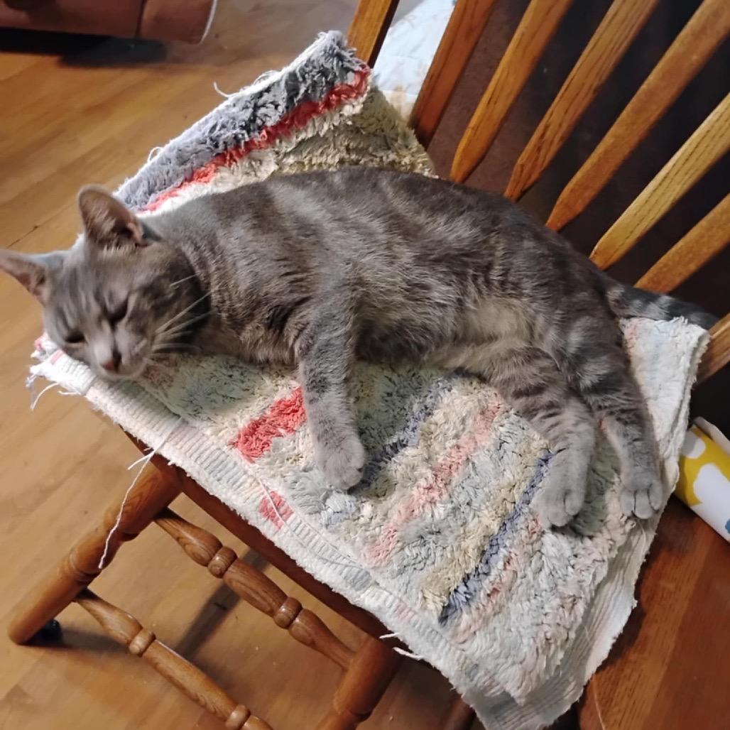 Enlarge Lucy, a Adoptable Domestic Short Hair in Pittsburg, KS image 3/3