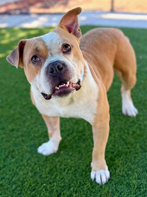 BROWNEY, Adoptable, Adult Male English Bulldog & Mixed Breed.