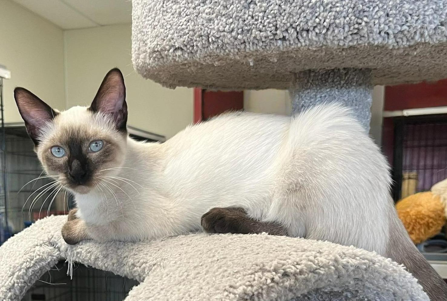 Mystica Loving Sealpoint Siamese thumbnail 4