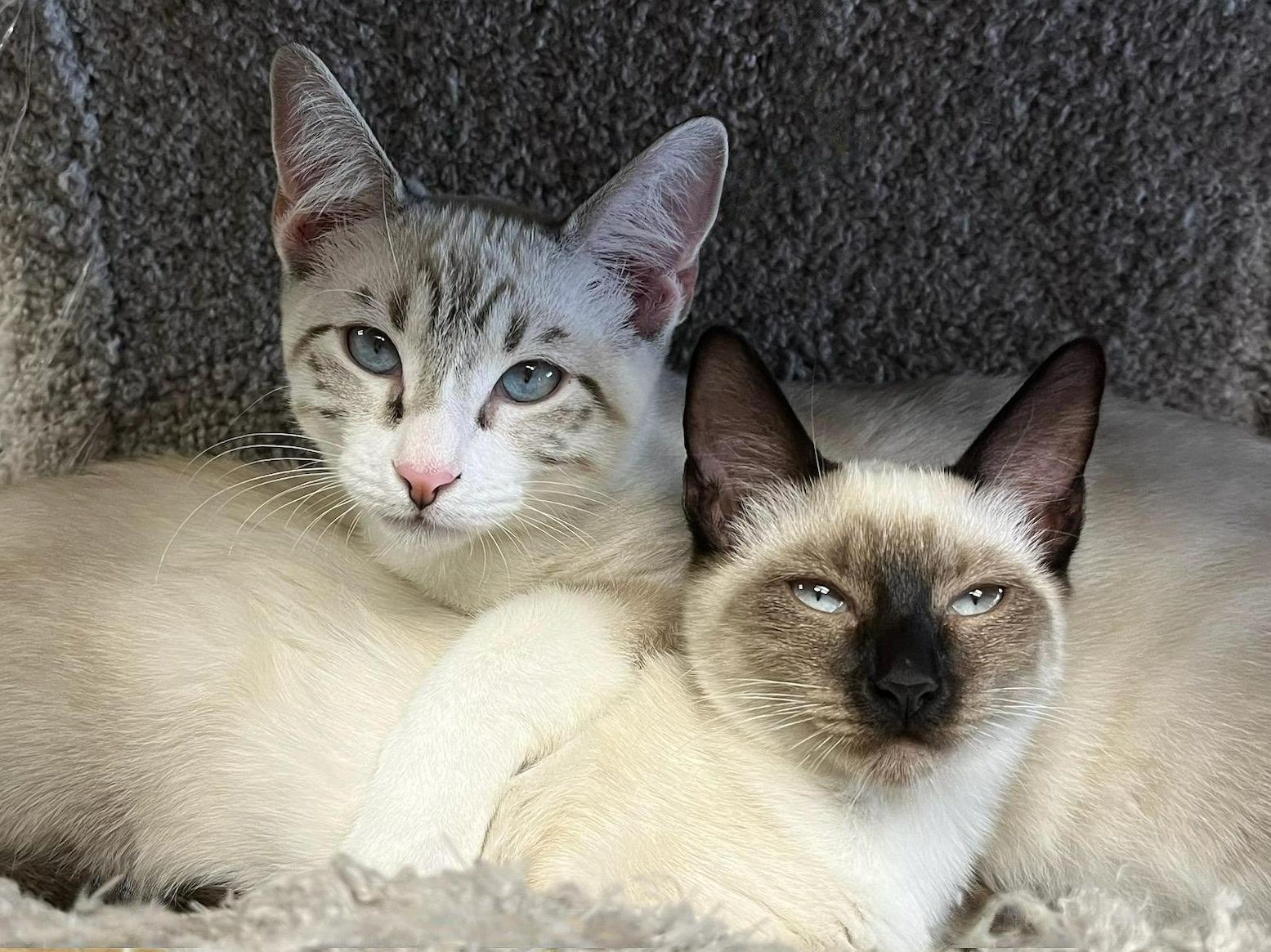 Mystica Loving Sealpoint Siamese thumbnail 6