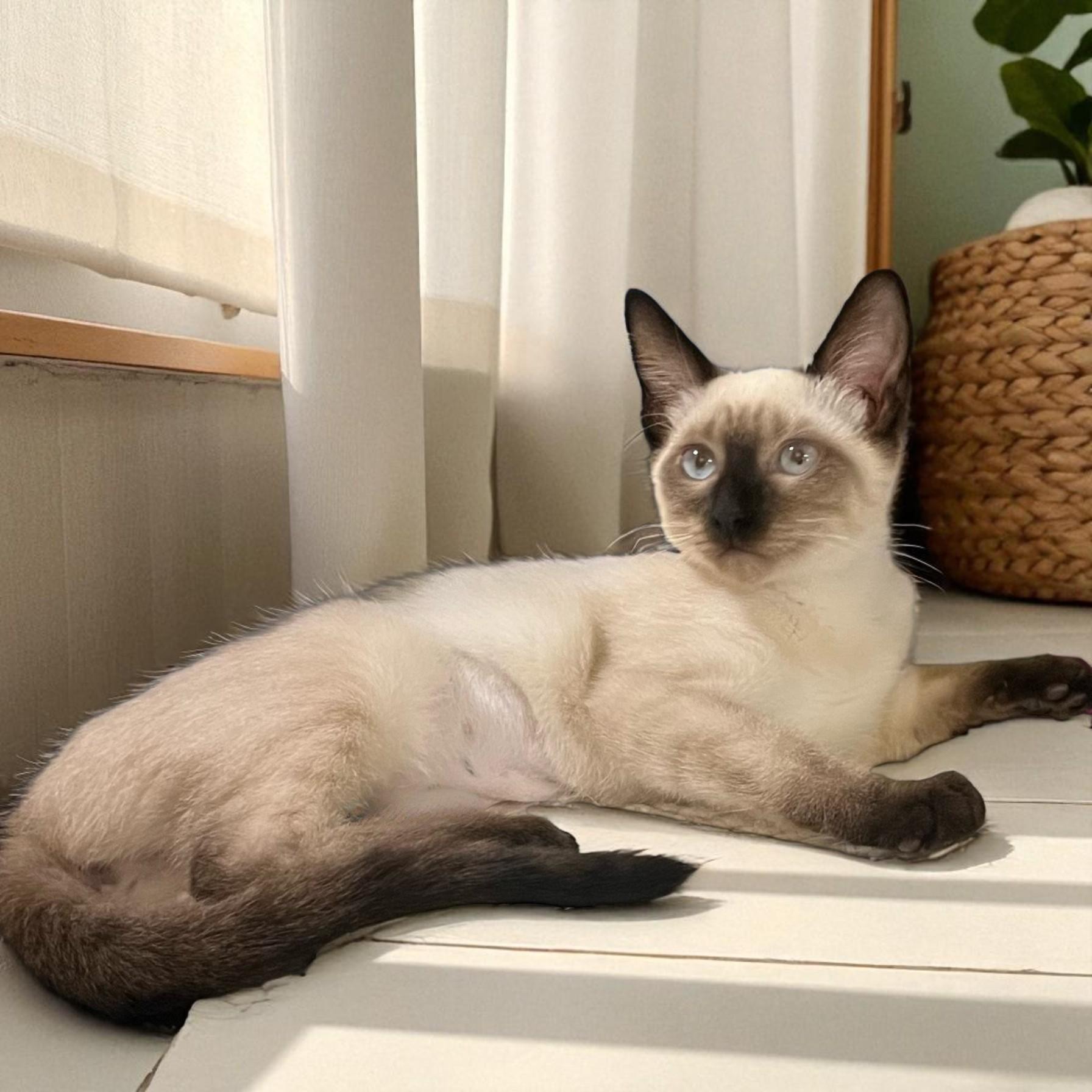 Mystica Loving Sealpoint Siamese thumbnail 2