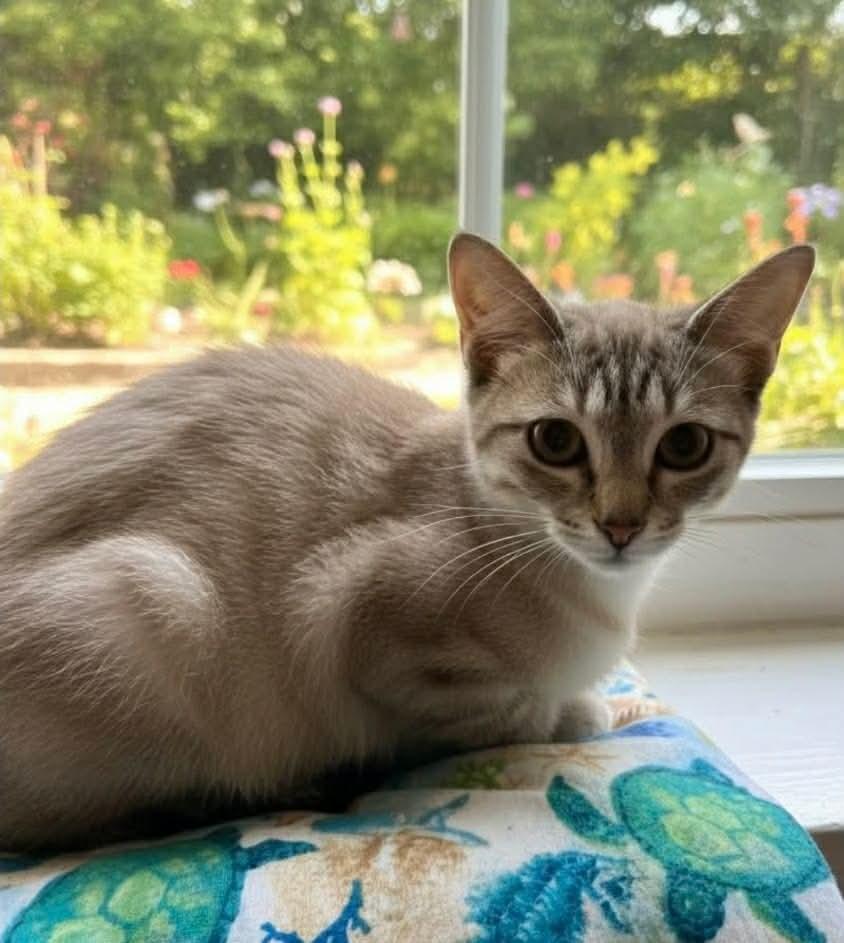 Georgia, adopted, Young Female Siamese.