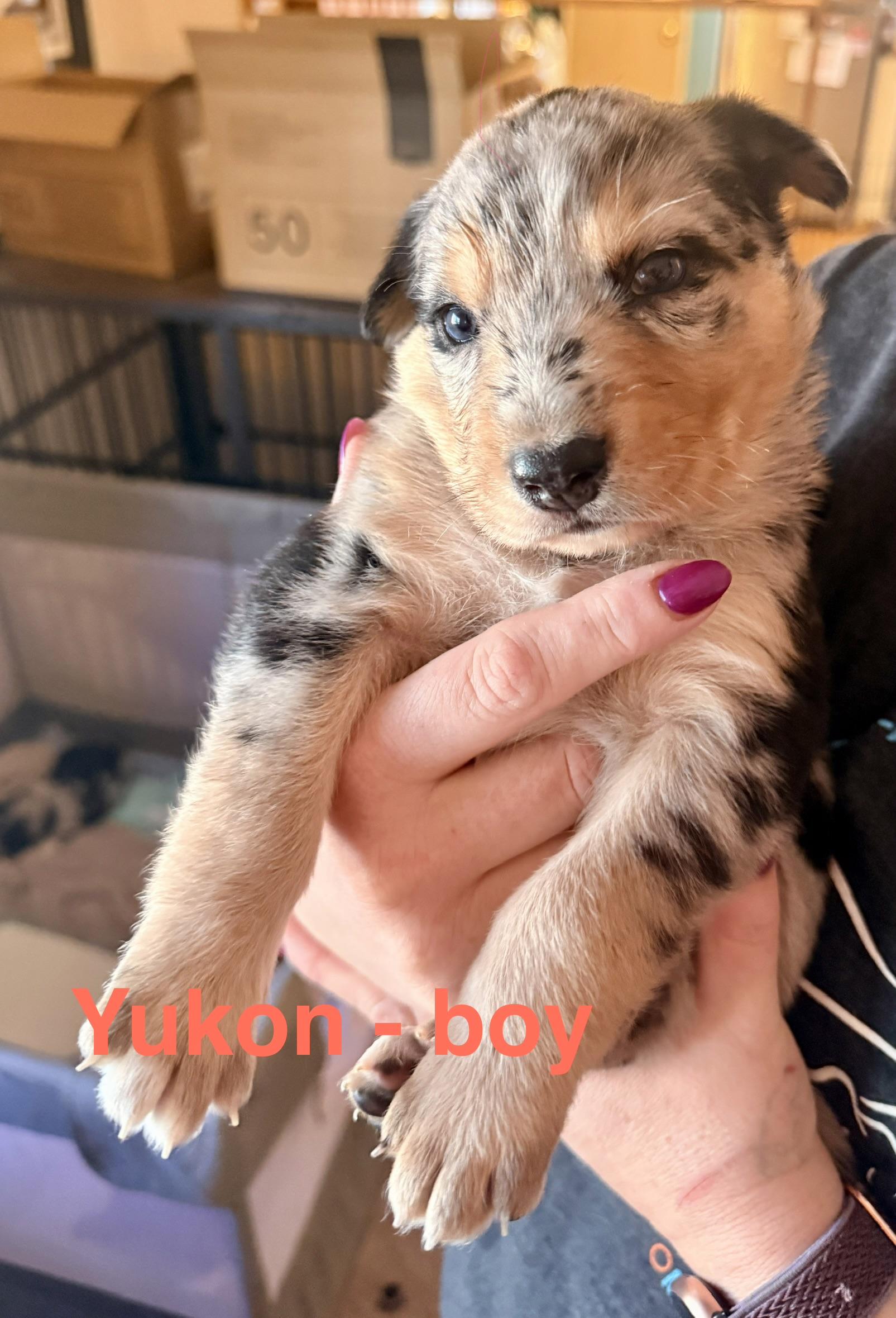 60Seconds-Yukon, Adopted, Young Male Catahoula Leopard Dog & German Shepherd Dog.