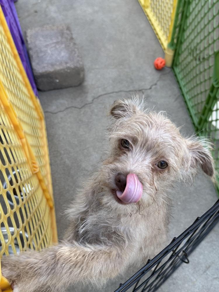 Suzie, a Adoptable mixed breed in San Diego, CA image 1/6