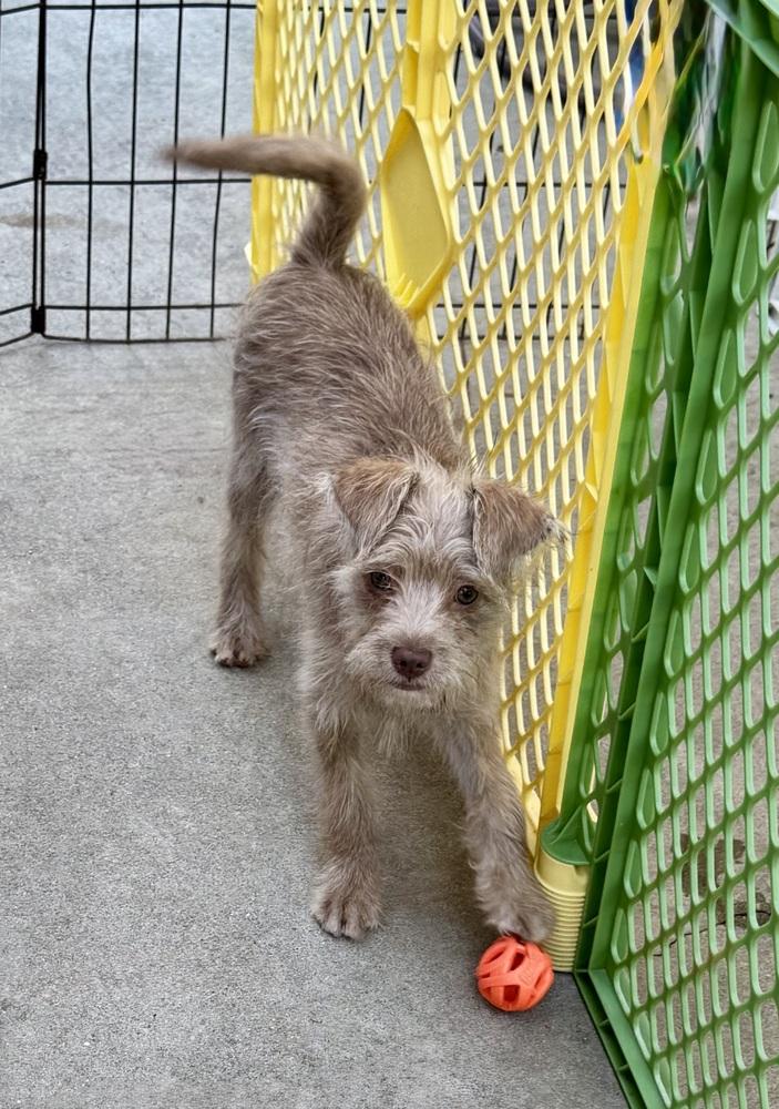 Suzie, a Adoptable mixed breed in San Diego, CA image 2/6