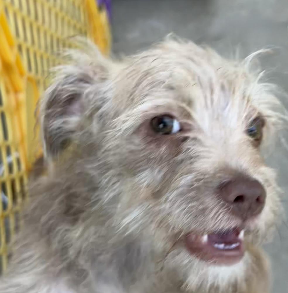 Suzie, a Adoptable mixed breed in San Diego, CA image 3/6