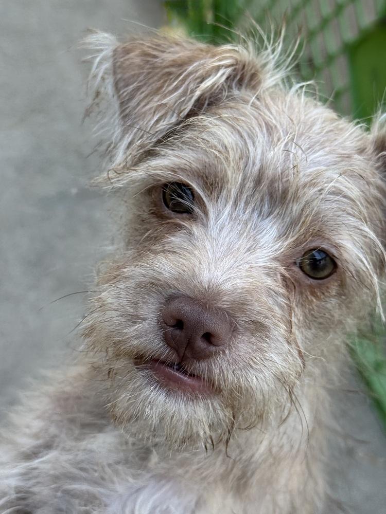 Suzie, a Adoptable mixed breed in San Diego, CA image 4/6