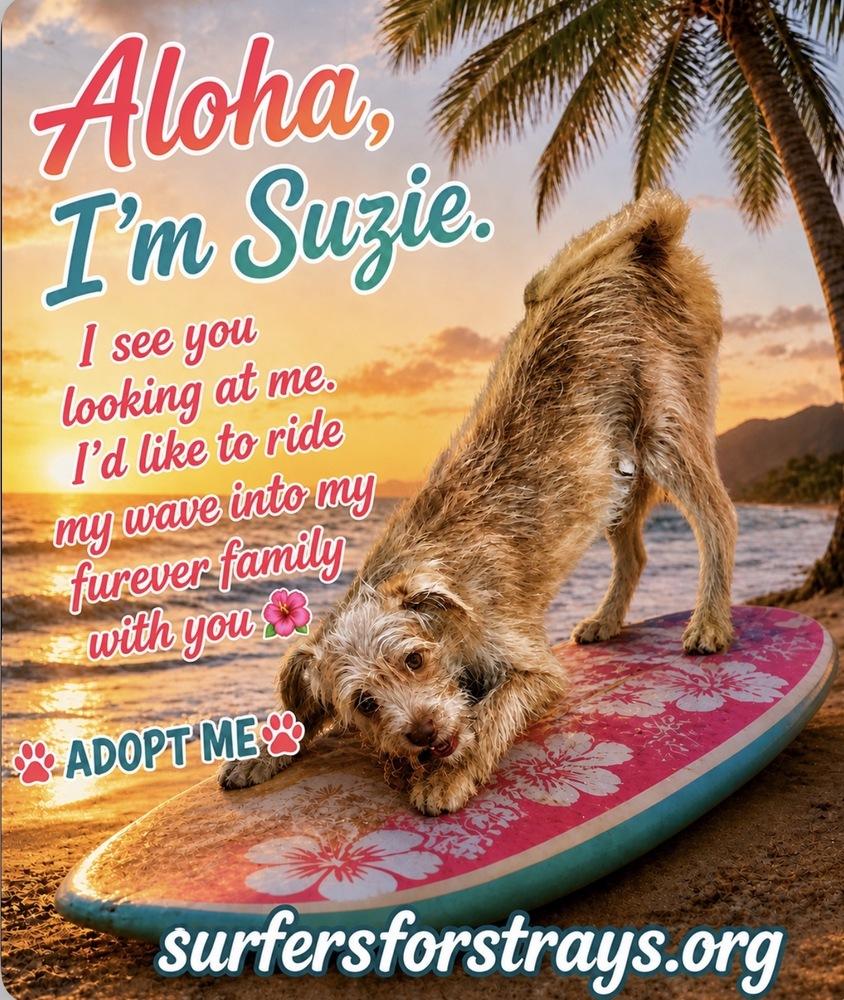 Suzie, a Adoptable mixed breed in San Diego, CA image 5/6