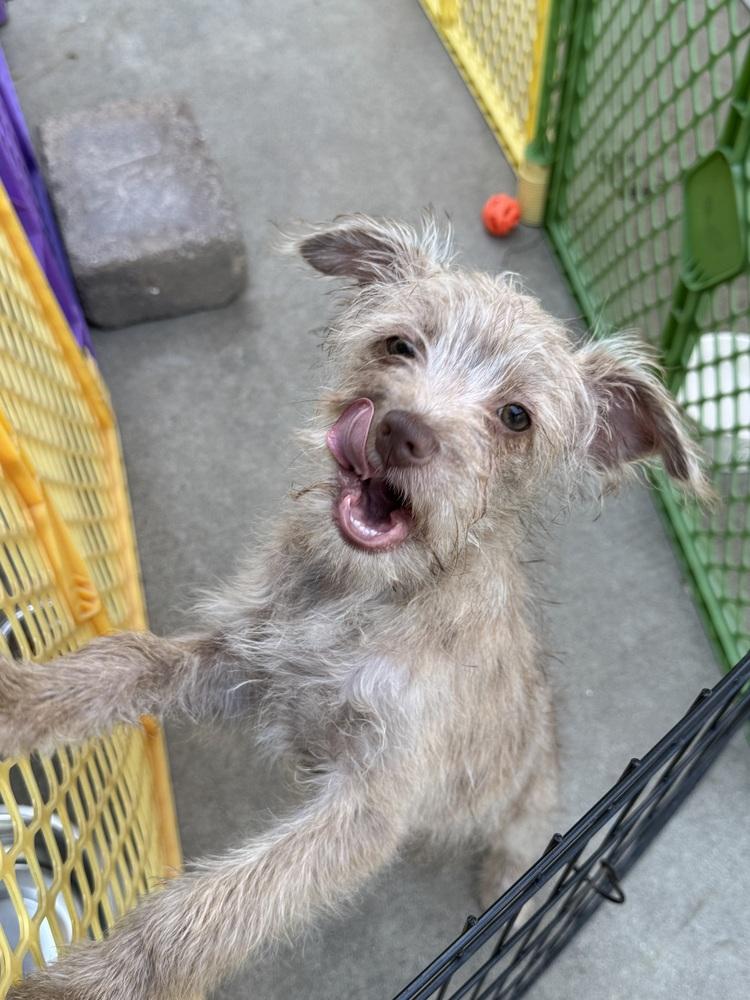 Suzie, a Adoptable mixed breed in San Diego, CA image 6/6