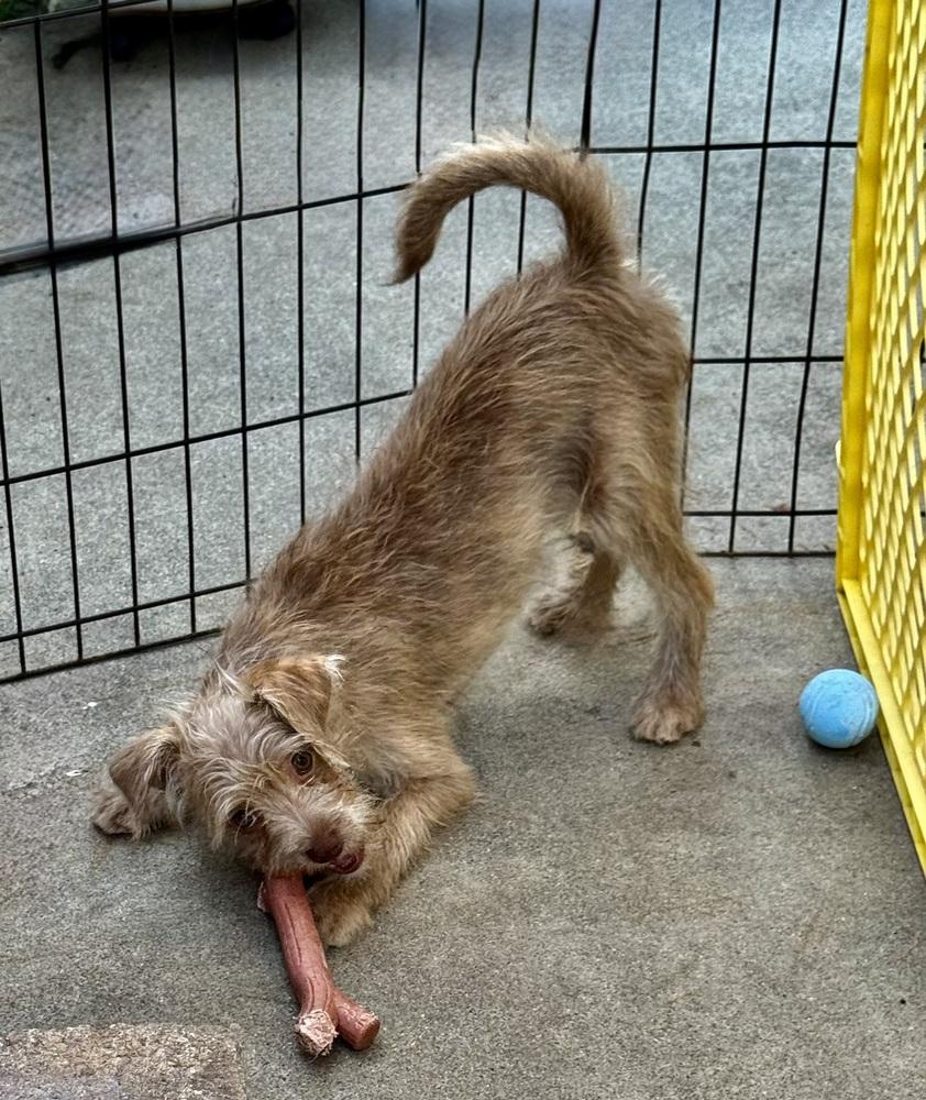 Enlarge Suzie, a Adoptable mixed breed in San Diego, CA image 6/6