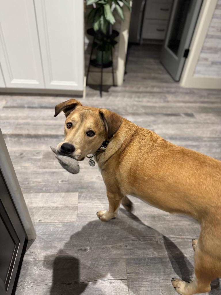 Max (FNA Randall) — thumbnail 6