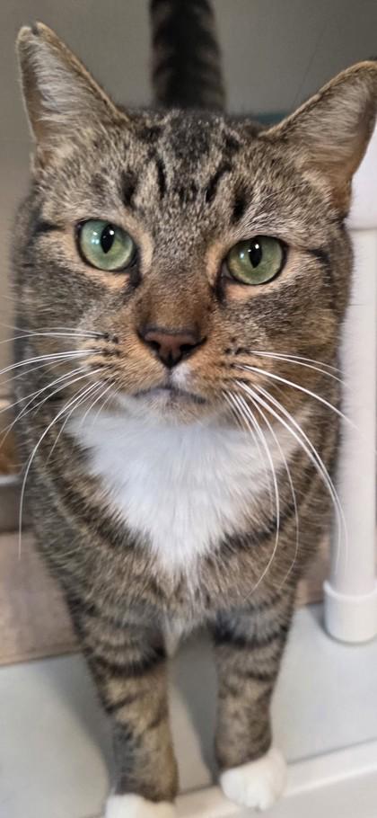 Queen, Adoptable, Adult Female Domestic Short Hair & Domestic Short Hair.