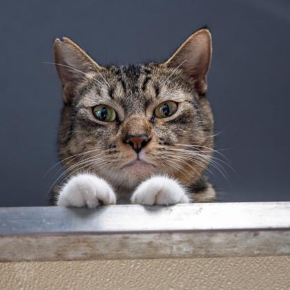 Enlarge Queen, a Adoptable Domestic Short Hair in Honolulu, HI image 2/3