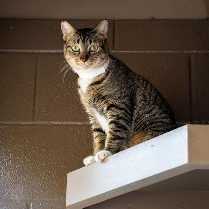 Enlarge Queen, a Adoptable Domestic Short Hair in Honolulu, HI image 3/3