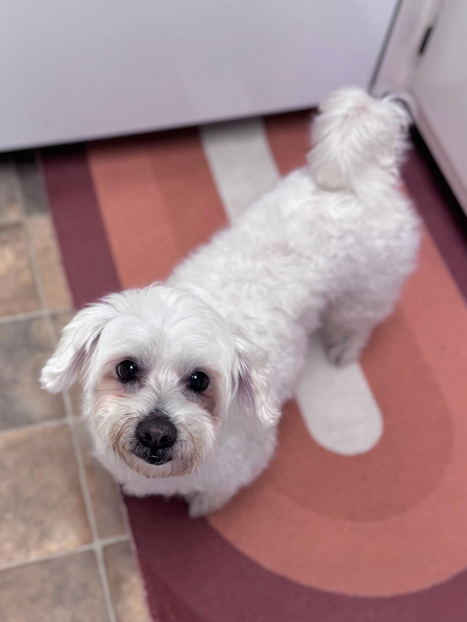Trevor, ADOPTABLE, Adult Male Maltese & Miniature Poodle.