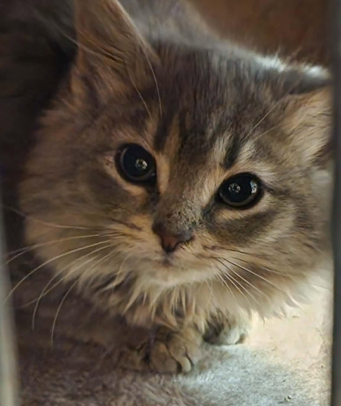 Azalea, Adoptable, Young Female Domestic Long Hair.