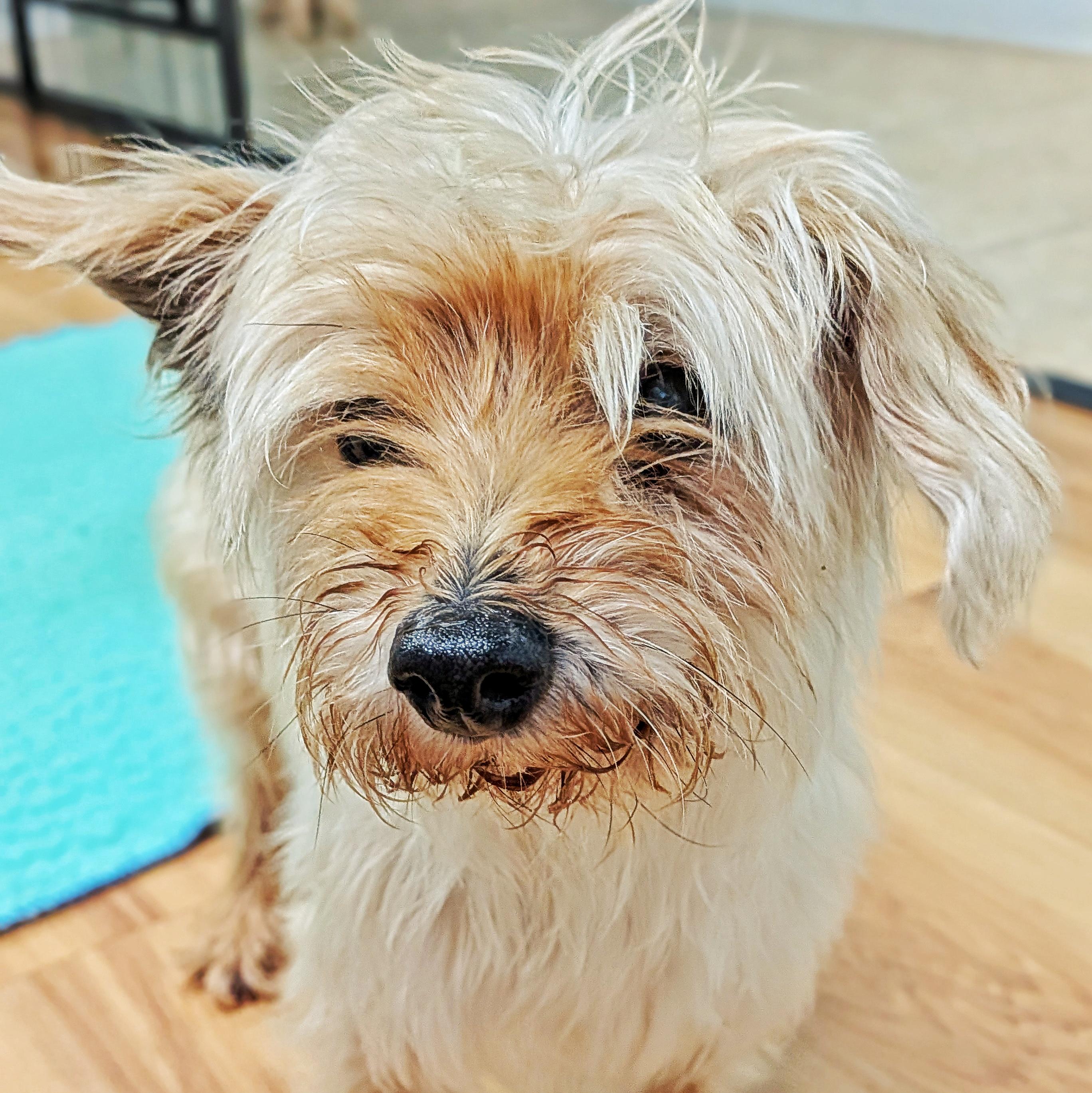 Enlarge Riley, a Adoptable Yorkshire Terrier in Eustis, FL image 1/2