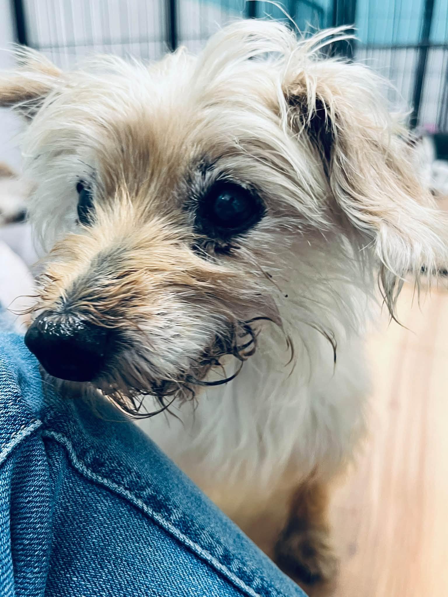 Enlarge Riley, a Adoptable Yorkshire Terrier in Eustis, FL image 2/2