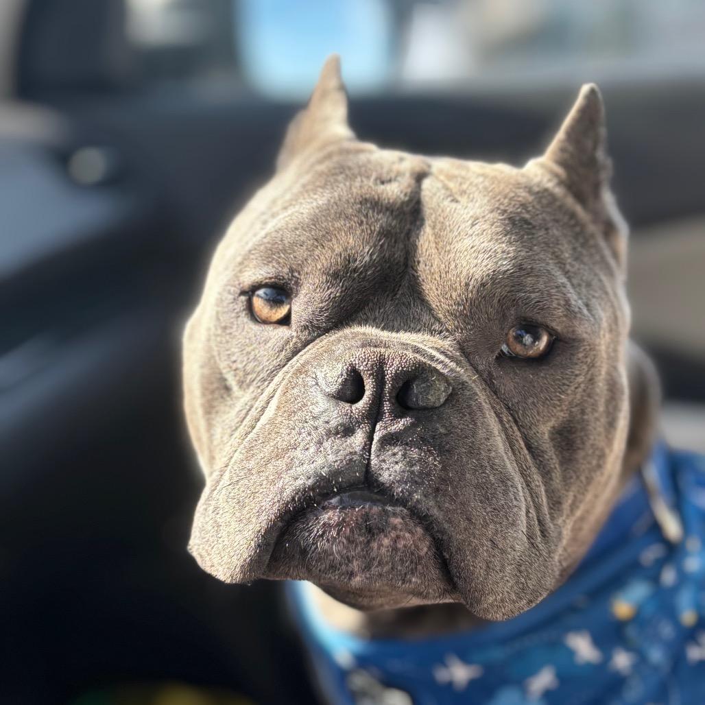 Rhino — thumbnail 2