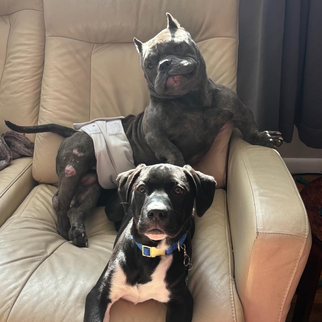 Rhino — thumbnail 3