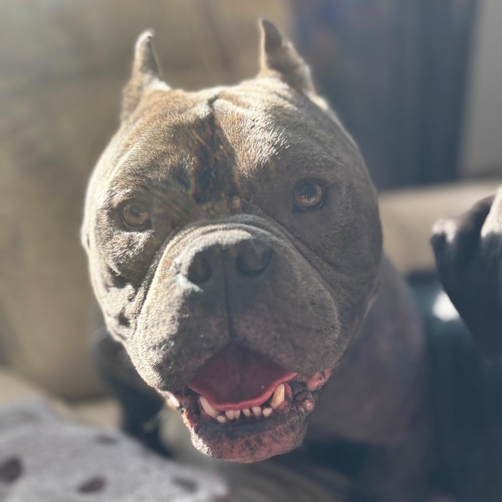 Rhino — thumbnail 6